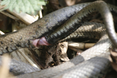 Close up van de paring van de ringslang. NIet scherp en een flinke crop, maar wel redelijk te zien.