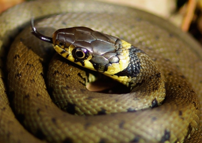 Een geluk dat ik deze slang opmerkte, omdat hij nog zo klein is. Maar wel weer leuk om ze tegen te komen.