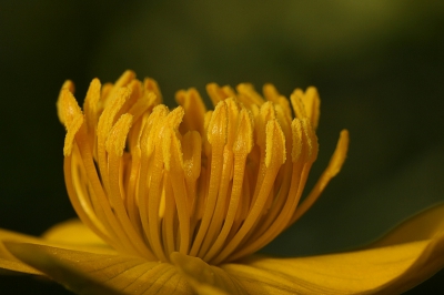 Van de Dotterbloem nog een macro gemaakt en het accent op de meeldraden gelegd.