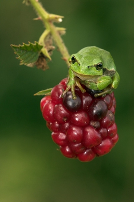 Bij deze mijn eerste bijdrage aan nederpix. Deze foto laat zien hoe klein juveniele boomkikkertjes zijn. Ze zijn dan ook zeer lastig te ontdekken tenzij ze op een contrasterende ondergrond zitten. Hier dus op een kleurrijke sappige braam. 

Gemaakt met canon 10D met Sigma 150 mm macro.