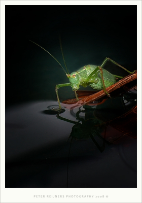 Hoi, dit is mijn eerste post op dit forum.
Ik hoop dat jullie hem geslaagd vinden.
Het is een foto van vorig jaar toen ik dit beestje in mijn bananenboom zag zitten.
Ik heb hem daarna bij een schotel water gezet.

Gr

Peter