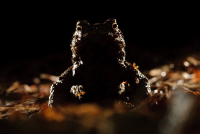 Om de nachtelijke paddentrek ook in beeld kracht bij te zetten deze pad eens op aan andere manier belicht. Veel zwart weinig pad, en vooral de pad met licht 'omlijst'.