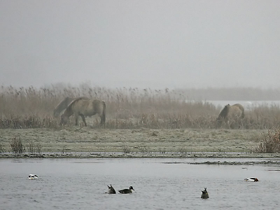 <i class='fa fa-user'></i> Frans Nottrot | Ezumakeeg in de mist  <i class='fa fa-eye'> 189</i>   <i class='fa fa-comment-o'> 1</i>