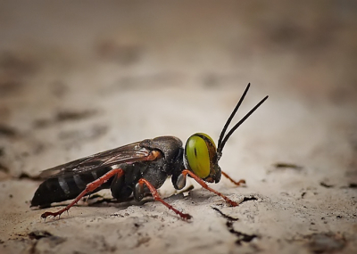 Hoi,

dit beestje kwam ik tegen in Gran Canaria.
Het zat continu te kruipen op een trap en vloog plotseling weg.