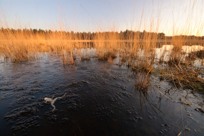 De dirigent is dood, het zingen gaat verder! Het kon ook niet door blijven gaan. Onder het gezang van nog de laatste zich voortplantende heikikker lag deze dode heikikker in het laatste licht tussen zijn komend nageslacht.