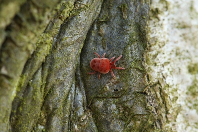 Dit hele kleine beestje gevonden, op de zelfde boom waar de slak zich bevond.