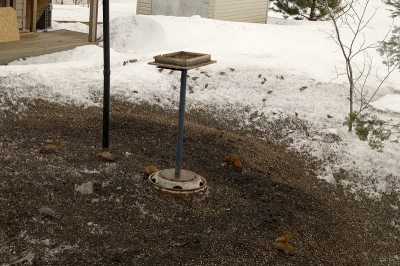 Een snapshot van vijf Eekhoorns onder de voerders.
Toen er twaalf waren zaten ze niet allemaal daar er liepen er ook op het deck bij de garage en het huis.
Ook nog wat Grote Barmsijzen.
Nu de sneeuw is begonnen te smelten komen al de schilletjes van de zaden tevoorschijn.