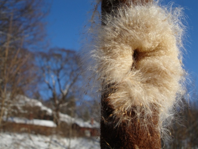 From this picture I can feel both the winter and sign of the spring. Cattails are opening now. For your knowledge there in Holland: last night -21c and today -16c, here at south coast of Finland.