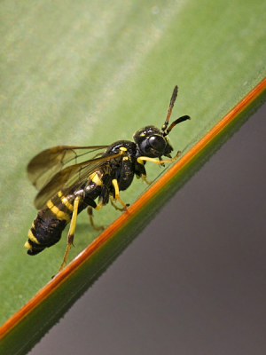 Toen we in de tuin zaten te werken zat dit beestje op onze Yucca.
Eerst leek het er slecht aan toe, maar is op een gegeven moment toch weg gevlogen.