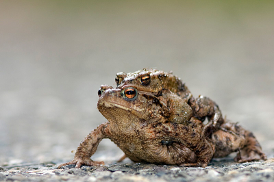 De paddentrek gaat maar langzaam met dit koude weer .
Opname gemaakt liggend op de weg. ( Met weinig verkeer )