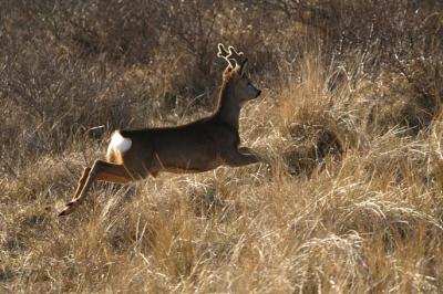 Wandelend door de duinen kwam deze ree plotseling op mij afgerend, waarschijnlijk ergens door opgeschrikt (niet door mij). In volle vaart geprobeerd de Ree te fotograferen. Het velvet van de nieuwe geweitjes is mooi zichtbaar.