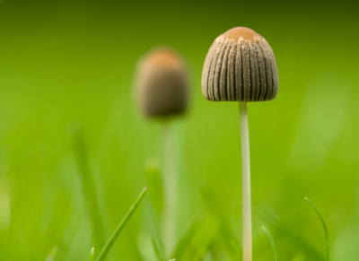 Foto is genomen in het gras in mijn achtertuin. Het lijken net gebreide boordjes.