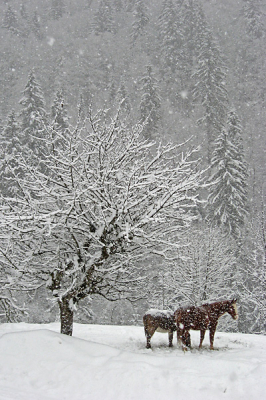 Deze foto is voor mij de afsluiting van de winter. Op naar de lente. Tijdens een wandeling kwam ik dit stel tegen in een boomgaard. De boer vertelde dat het paard, hoog bejaard(27), stond te verpieteren in de wei en niet meer wilde eten. Daarom een jong ezeltje er bij gezet. Sindsdien zijn ze onafscheidelijk en gaat hetl even weer vrolijk verder. Een probleem is dat ezels uiteindelijk wel 45 jaar kunnen worden.