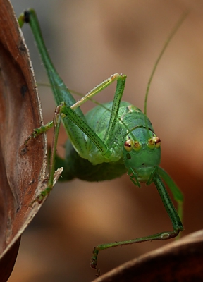 Hoi,

dit beestje zat te genieten in onze bananenboom.
Hij was niet schrikachting en liet zich lekker fotograferen.

Gr

Peter