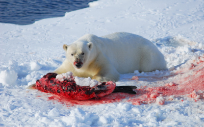 Helder zonnetje, en een ijsbeer die net een ringelrob gedood had. Enkel het geluid van krakend ijs, en de botten van de zeehond die gebroken werden door dit mannetje ijsbeer.