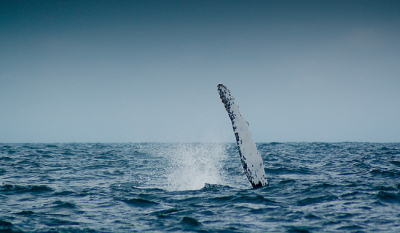 Had heimwee naar Canada en was mijn foto's nog eens door aan het bladeren.
Daar kwam ik deze tegen....
Wat een prachtig moment!
Deze zwaaiende humbug was erg moeilijk om scherp op de plaat te krijgen. De boot ging vreselijk op en neer, er stonden maar 2 mensen op het dek van de 8, de rest zag erg witjes om de neus! Humbugs oftewel bultrugwalvissen doen dit om heel hard op het water te slaan, waardoor er veel zuurstofbelletjes in het water komen. Hier worden de vissen dan weer dizzy van en vormen dan een gemakkelijke prooi.