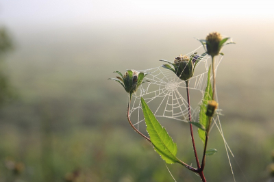 Een mooie herfst morgen die begon met mist en daarna werd het zonnig. 
Op een paadje langs het weiland en langs het bos.
Mijn kopergroenzwam (zie andere foto) is daar ook gemaakt.