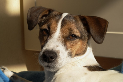 Hier ligt Sammy in haar mandje te genieten van het voorjaars zonnetje.