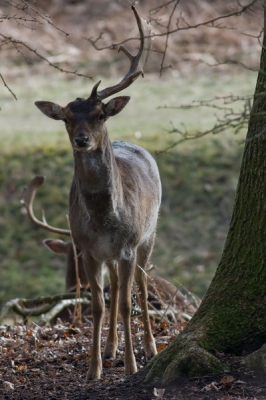 Stiekem achter een boom zag deze damhert met maar een gewei stang