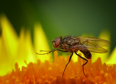 Vliegje zat lekker op een bloemetje.
Net alsof hij zijn pootjes zat te warmen aan de vlammetjes.

Gr

Peter