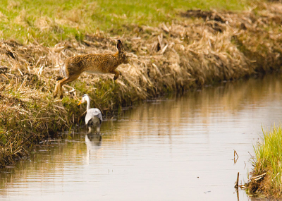 Het was slootje springen vandaag. De haas durfde het toch niet aan om over de reiger heen te springen en probeerde het 2 meter verderop

Groet, Taco