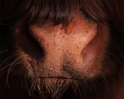 Lekker in het lente zonnetje m'n nieuwe lens aan het uittesten. Op een gegeven moment kwam deze hooglander nieuwsgierig op me aflopen. Hij kwam steeds dichterbij waardoor ik deze mooie detailopname kon maken.