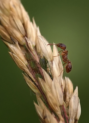Dit miertje had behoorlijke trek en was op zoek naar slachtoffers.
De luizen hadden zich goed verstopt