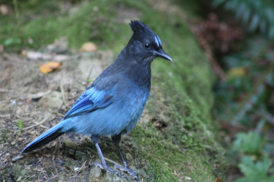 met 300mm lens steunend op picknicktafelblad in schemertijd
