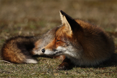 Tijdens een lange rustige wandeling ontwaarden we een zonnend vosje. Rustig erbij gaan zitten. Het vosje vond ons duidelijk niet storend en bleef langdurig genieten van de zon.