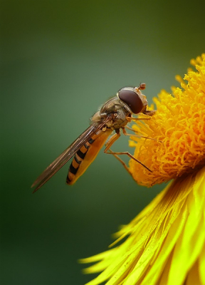 Zwevertje zat lekker te genieten.
Foto is uit de hand gemaakt met een Panasonic FZ50 en een voorzetlens van Raynox

Gr

Peter