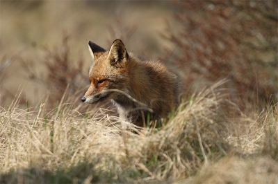 Nog eentje, ik vind ze zo aandoenlijk. Deze vos kwam even over de heuvel kijken en na de opname verdween hij/zij weer. Het leek of hij even kwam poseren. Ik heb daar graag gebruik van gemaakt.
