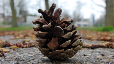 Deze denneappel lag midden op het pad in het park alsof hij speciaal voor de foto daar was gaan liggen.