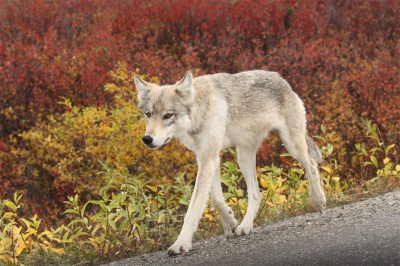 Tijdens een wandeling in Denali N.P. stak deze wolf achteloos de weg over. Het gebeurde zo snel dat ik maar ternauwernood kon afdrukken, terwijl de wolf me al die tijd aankijkt. Zonder zichtbare reactie verdween hij weer in de van herfstkleuren vergeven bosjes.