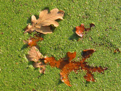 Onderweg, fietstochtje. Waarom moet ik hier minimaal vijftien woorden invullen? Vermoeiend en zinloos. Genoeg zo.