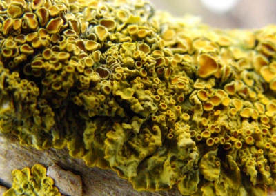 weet iemand wat voor mossoort dit is??
alvast bedankt.