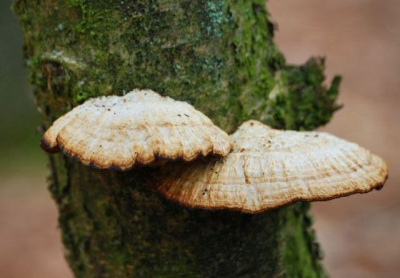 bij een boswandeling met mijn 9 jarige dochter vond ik deze op oooghoogte, en vond het wel een leuk aangezicht, het was halfzonnig.