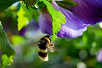 Zonnige dag in de tuin, Jammer dat ik mijn macro lens niet bij de hand had.