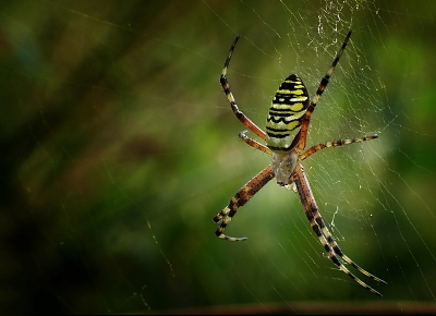 Deze macro vanuit de vrije hand genomen.
Het beestje kwam ik tegen tijdens libellenjacht.

Gr

Peter
