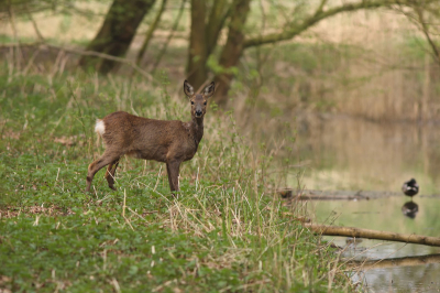 Tijdens een fietstochtje door de Biesbos stond deze Ree me aan te kijken en bleef mooi staan toen ik mijn fototoestel pakte...