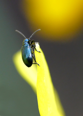 Het beestje zat lekker te genieten in het zonnetje.
De foto vind ik overkomen alsof hij naar het zonnetje kijkt.

Gr

Peter