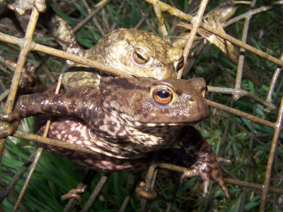 Hoi dit is mijn eerste foto op nederpix. 
ik kwam hier op via een goeie maat van mij maurice die mij de tip gaf om foto's op nederpix te zetten. ik heb de foto genomen in een muskusrattenval die in de sloot stond.