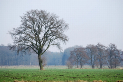 tijdens een wandeling langs de bosrand zag ik dit toen ik de wei inkeek, het was half zonnig