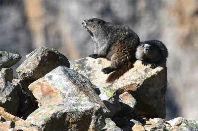 Tijdens een wandeling op zo'n 2500m hoogte in de Rocky Mountains zag ik, alert gemaakt door een regelmatige krijs, dit  harig stelletje op de rotsen zitten.
