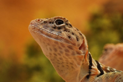 midden in een terrarium, veel kunstlicht dus, zeker niet ideaal. Zonder flits en uit de hand. Dit is een mannetje van +/- 1 jaar oud.