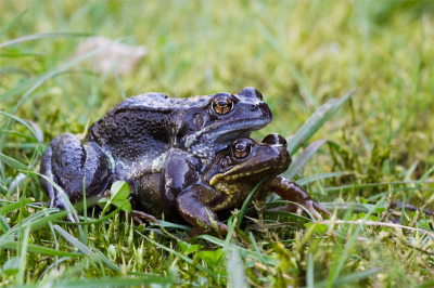 Door aanwezigheid van een vijver en werkzaamheden in het gebied achter mij heb ik dit jaar erg veel kikkers in de tuin. Dit paar kon ik hierom rustig fotograferen. Deze in mijn PA heb ik met F11 genomen. Dezelfde foto met F4 heb ik in het amfibien album staan.