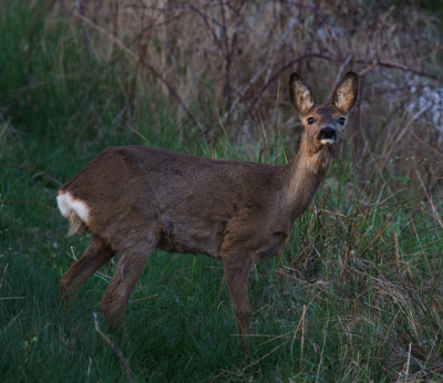 hallo

vanavond na het avond eten een wandeling gemaakt, ik kwam pas na 19.00 uur aan. helaas zakte de avond zon erg snel en viel het niet mee om wat foto's te knippen.
deze foto heb ik op 400 mm genomen en is niet verkleint.
de foto's die ik heb gemaakt waren allemaal iso 320 of 400

graag reactie's, wat er aan deze foto beter kan
hartelijk dank vast