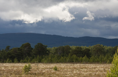 Dreigende lucht boven een sompig deel van het Glen More Forest Park
