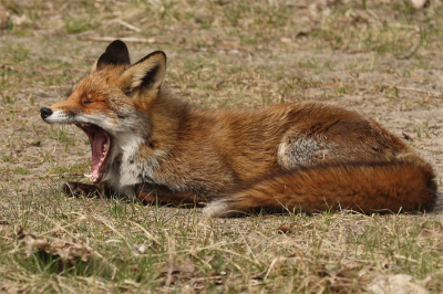 In de duinen rond het middaguur lag deze vos te luieren en gaf ons tijdens een ontspannende gaap een mooie zijwaartse blik op zijn gebit en lange tong.