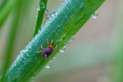 ik was bezig met het fotograferen van waterdruppeltjes op gras, met het blote oog zie je deze
spinnetjes niet, er zaten er wel een stuk of 7 dicht bijelkaar, is het een teek?