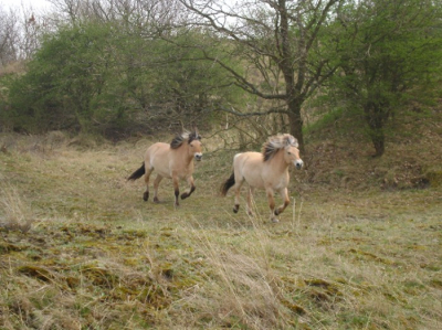 ik ging foto's maken van de schotse hooglanders en de konikpaarden toen ik plotseling een kudde fjorden tegen kwam.